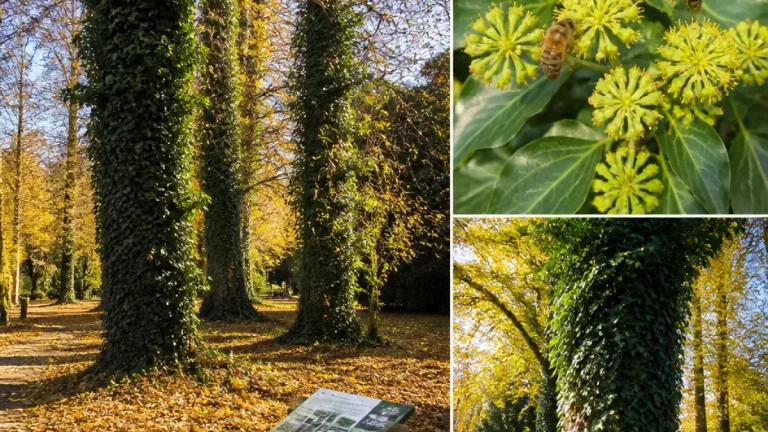 Lierre et arbres à Lierre : plante mal comprise mais précieuse pour la biodiversité